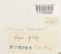 Climacium dendroides image