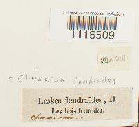 Climacium dendroides image