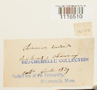 Climacium dendroides image