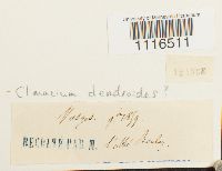 Climacium dendroides image