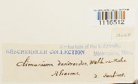 Climacium dendroides image
