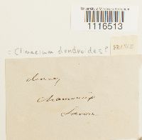 Climacium dendroides image