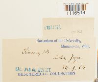 Climacium dendroides image