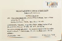 Climacium dendroides image