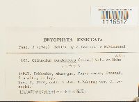 Climacium dendroides image