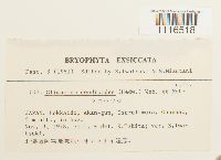 Climacium dendroides image