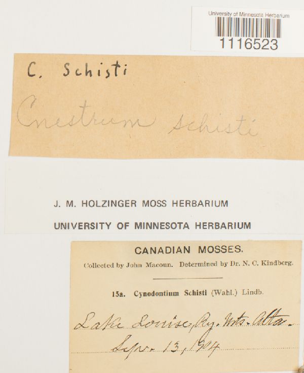 Cynodontium schisti image