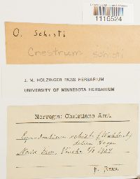 Cynodontium schisti image