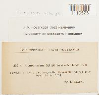 Cynodontium schisti image