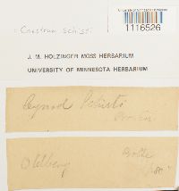 Cynodontium schisti image