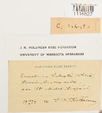 Cynodontium schisti image