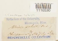 Cynodontium schisti image