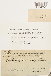 Conardia compacta image