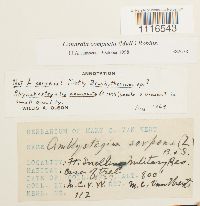 Conardia compacta image