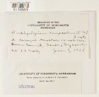 Conardia compacta image