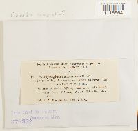 Conardia compacta image