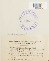 Conardia compacta image