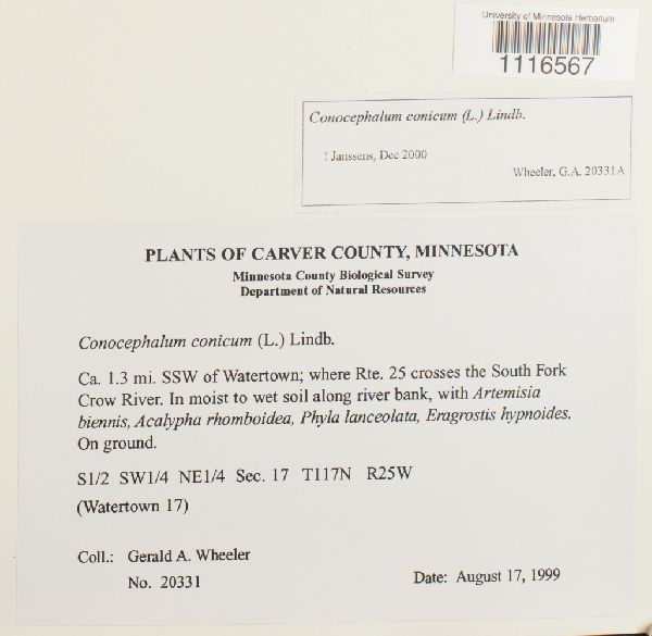 Conocephalum conicum image