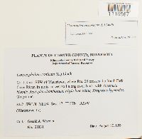 Media resource of Conocephalum conicum