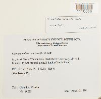 Conocephalum conicum image