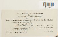 Conostomum tetragonum image