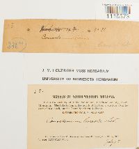 Conostomum tetragonum image