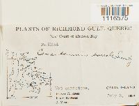 Conostomum tetragonum image