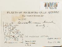 Conostomum tetragonum image