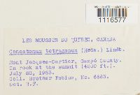 Conostomum tetragonum image