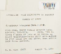 Conostomum tetragonum image