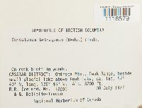 Conostomum tetragonum image