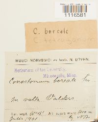 Conostomum tetragonum image