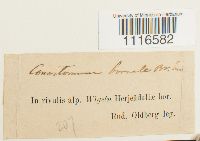 Conostomum tetragonum image