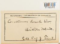 Conostomum tetragonum image