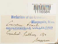 Conostomum tetragonum image