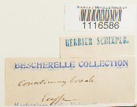 Conostomum tetragonum image