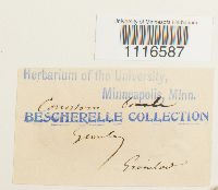 Conostomum tetragonum image