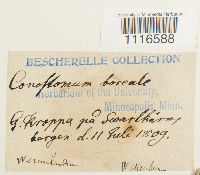 Conostomum tetragonum image