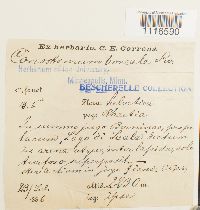 Conostomum tetragonum image