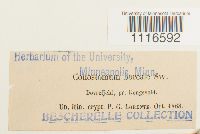 Conostomum tetragonum image