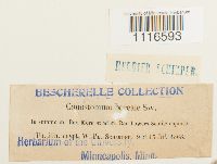 Conostomum tetragonum image