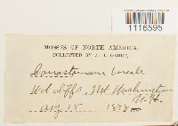 Conostomum tetragonum image