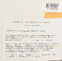 Conostomum tetragonum image