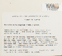 Conostomum tetragonum image