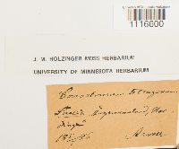 Conostomum tetragonum image