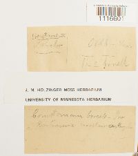 Conostomum tetragonum image