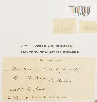 Conostomum tetragonum image