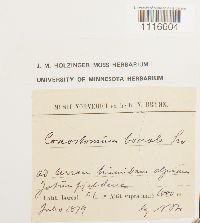 Conostomum tetragonum image