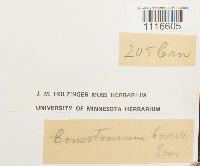 Conostomum tetragonum image