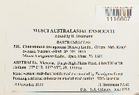 Conostomum tetragonum image